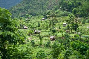 Bali Rice Terraces