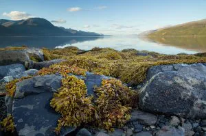 Norwegian Fjord Landscape