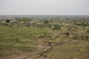 Serengeti Savanna