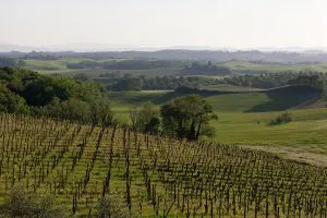 Tuscan Vineyard Hills