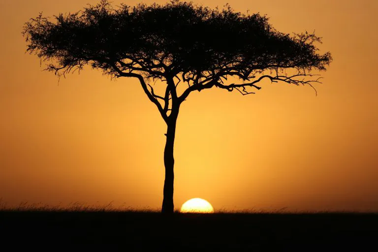 Acacia at Sunset, Maasai Mara