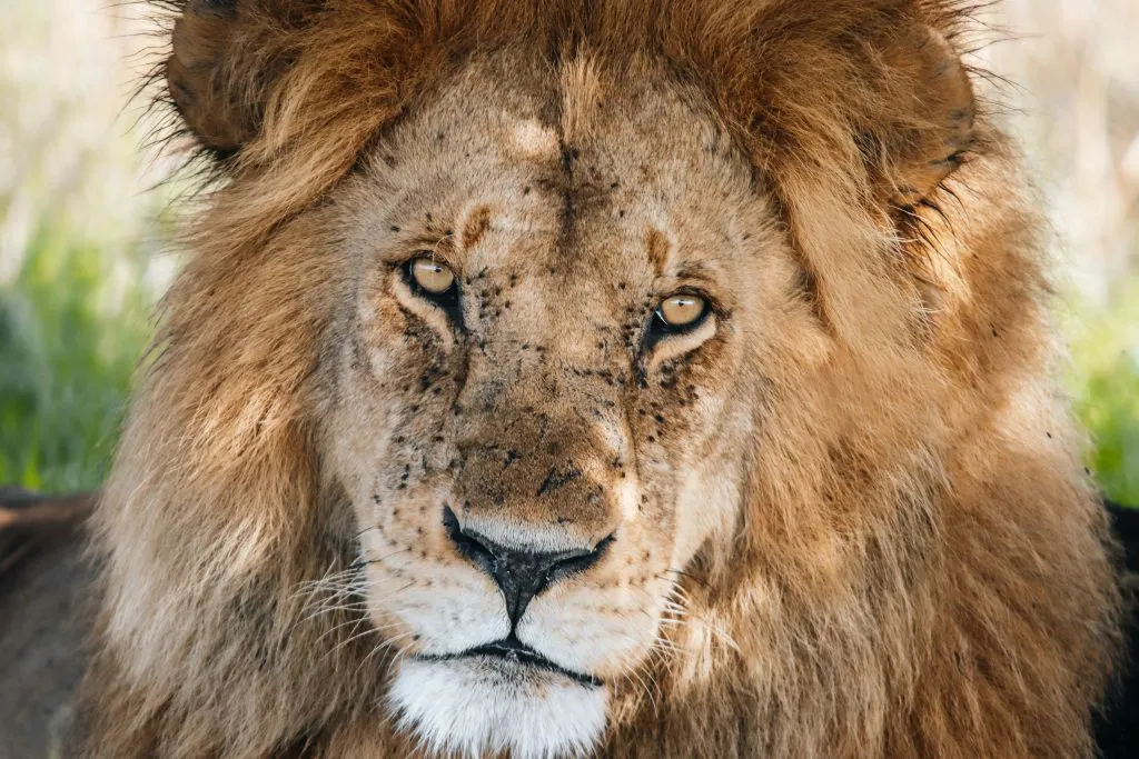 Lion in the Serengeti