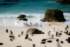 African Penguins at Boulders Beach