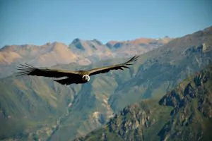 Andean Condor over Colca Canyon