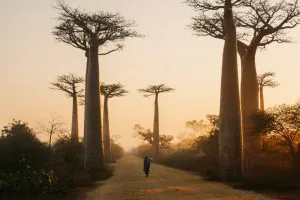 Avenue of the Baobabs, Madagascar