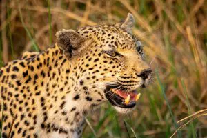 Leopardo en Moremi, Botsuana