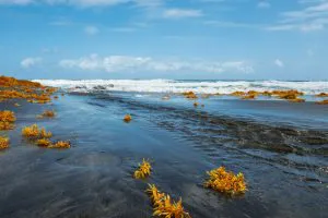 Black Sand Beach at Rosalie, Dominica