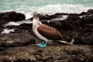 Blue-Footed Booby, Galápagos