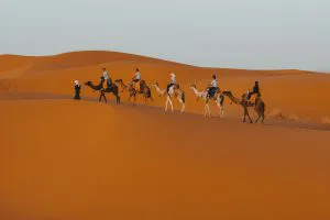 Camel Caravan in the Sahara, Morocco