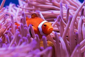 Clownfish in an Anemone, Cairns Aquarium