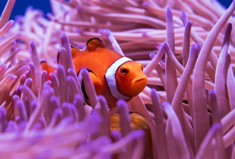 Pez payaso en una anémona, acuario de Cairns
