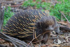 Echidna on the Forest Floor