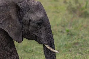 Elephant in the Maasai Mara