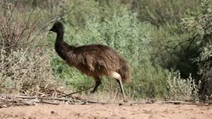 Emu in the Flinders Ranges