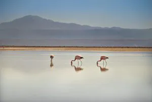 Flamingos at Laguna Chaxa, Atacama