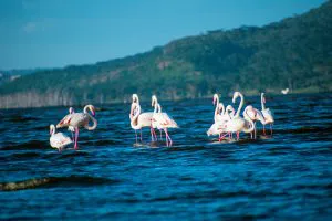 Flamingos at Lake Nakuru, Kenya