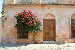Flowering Wall in Colonia del Sacramento