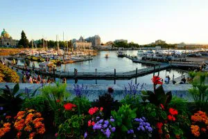Flowers at Victoria’s Inner Harbour