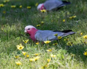 Galah Feeding in the Grass
