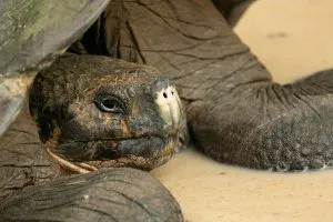 Giant Tortoise, Galápagos