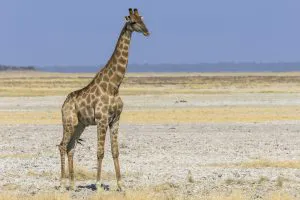 Giraffe in Etosha, Namibia