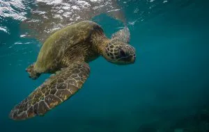 Green Sea Turtle off Kāʻanapali, Maui