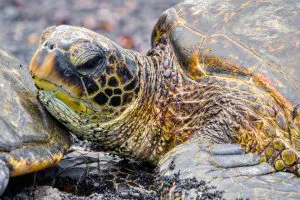 Tortuga verde en una playa de arena negra, Hawái