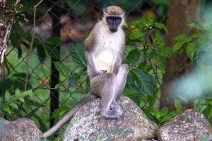 Green Vervet Monkey on Nevis