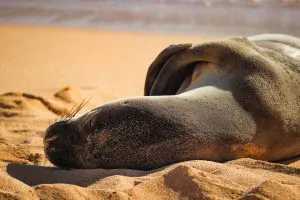 Hawaiian Monk Seal at Poʻipū, Kauaʻi