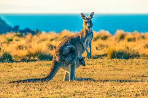Kangaroo and Joey, Maria Island