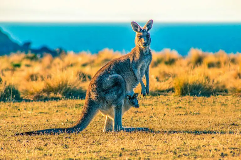 Canguro y su cría, isla María