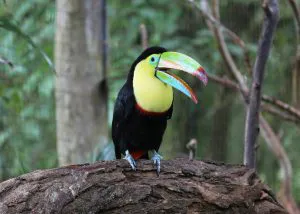 Keel-billed Toucan, Costa Rica