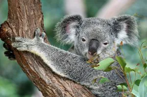 Koala in a Eucalyptus Tree