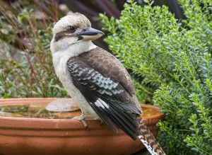 Laughing Kookaburra