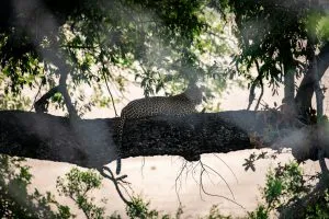 Leopard in a Tree, South Africa