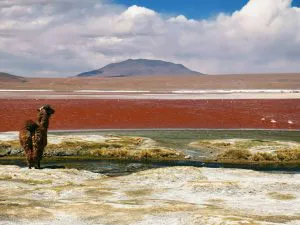 Llama by the Red Lagoon, Bolivia