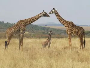 Maasai Giraffes, Maasai Mara