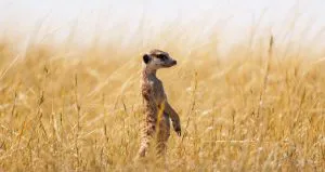 Suricata de guardia, Botsuana