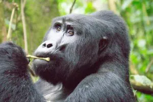 Mountain Gorilla in Bwindi, Uganda