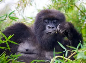 Mountain Gorilla, Rwanda