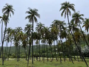 Palm Grove on Union Island