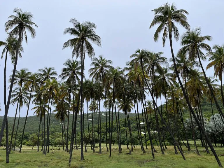 Palm Grove on Union Island