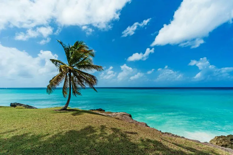 Palm Tree above the Sea, Barbados