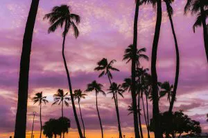 Palm Trees at Dusk, Honolulu