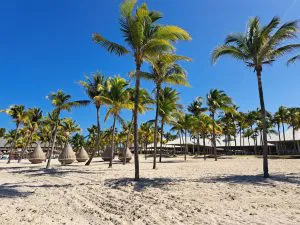 Palmeras en la playa de Varadero