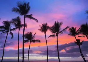 Palms at Sunset, Kīhei, Maui