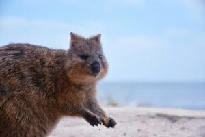 Quokka by the Sea, Western Australia