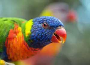 Rainbow Lorikeet