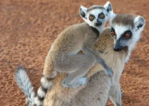 Ring-tailed Lemurs in Berenty, Madagascar