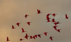 Corocoros rojos llegando a dormir, Trinidad